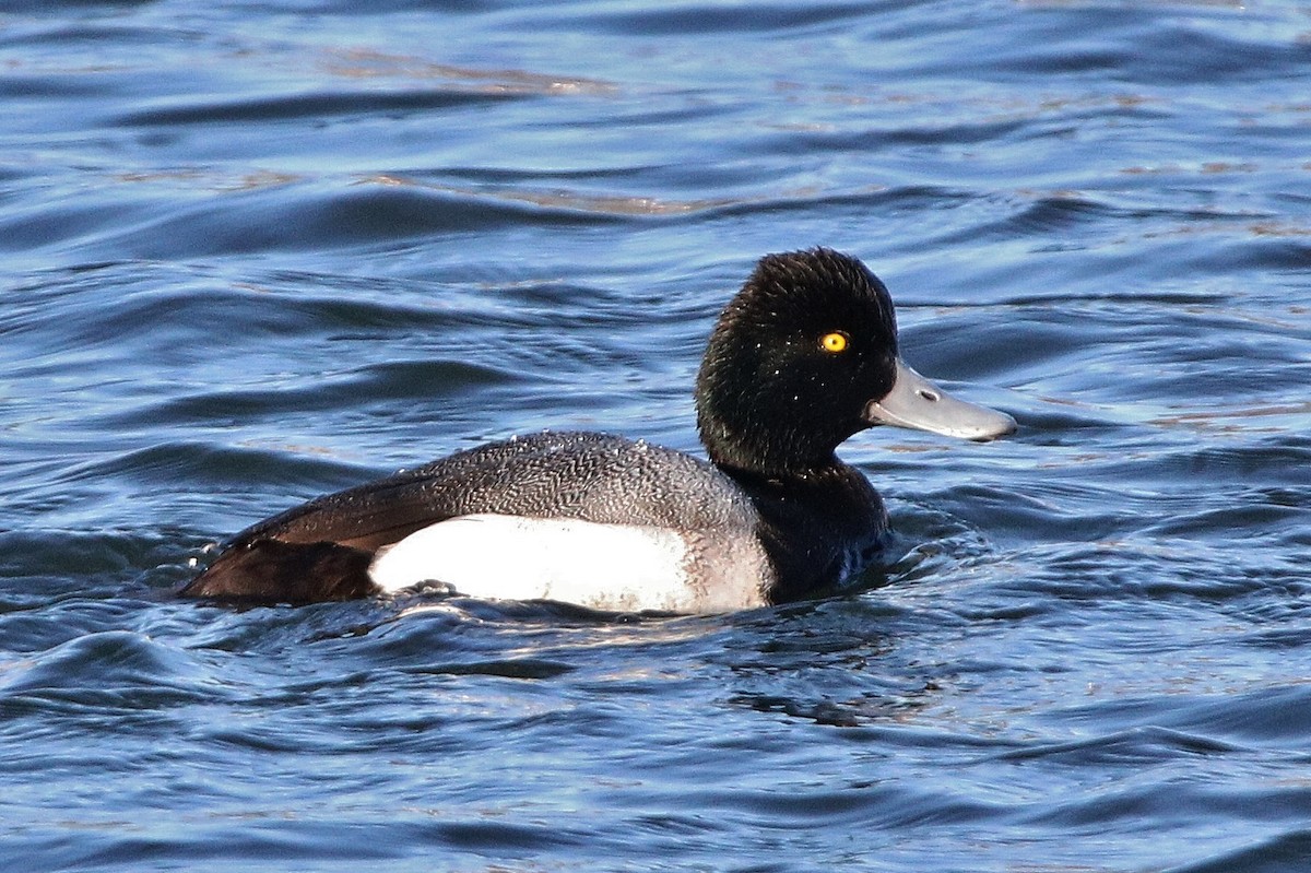 Lesser Scaup - Anonymous