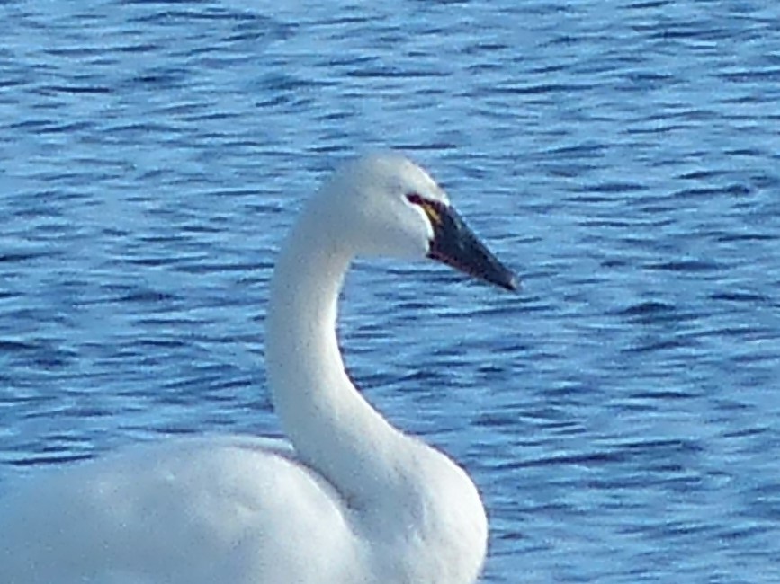 Tundra Swan - ML89451921