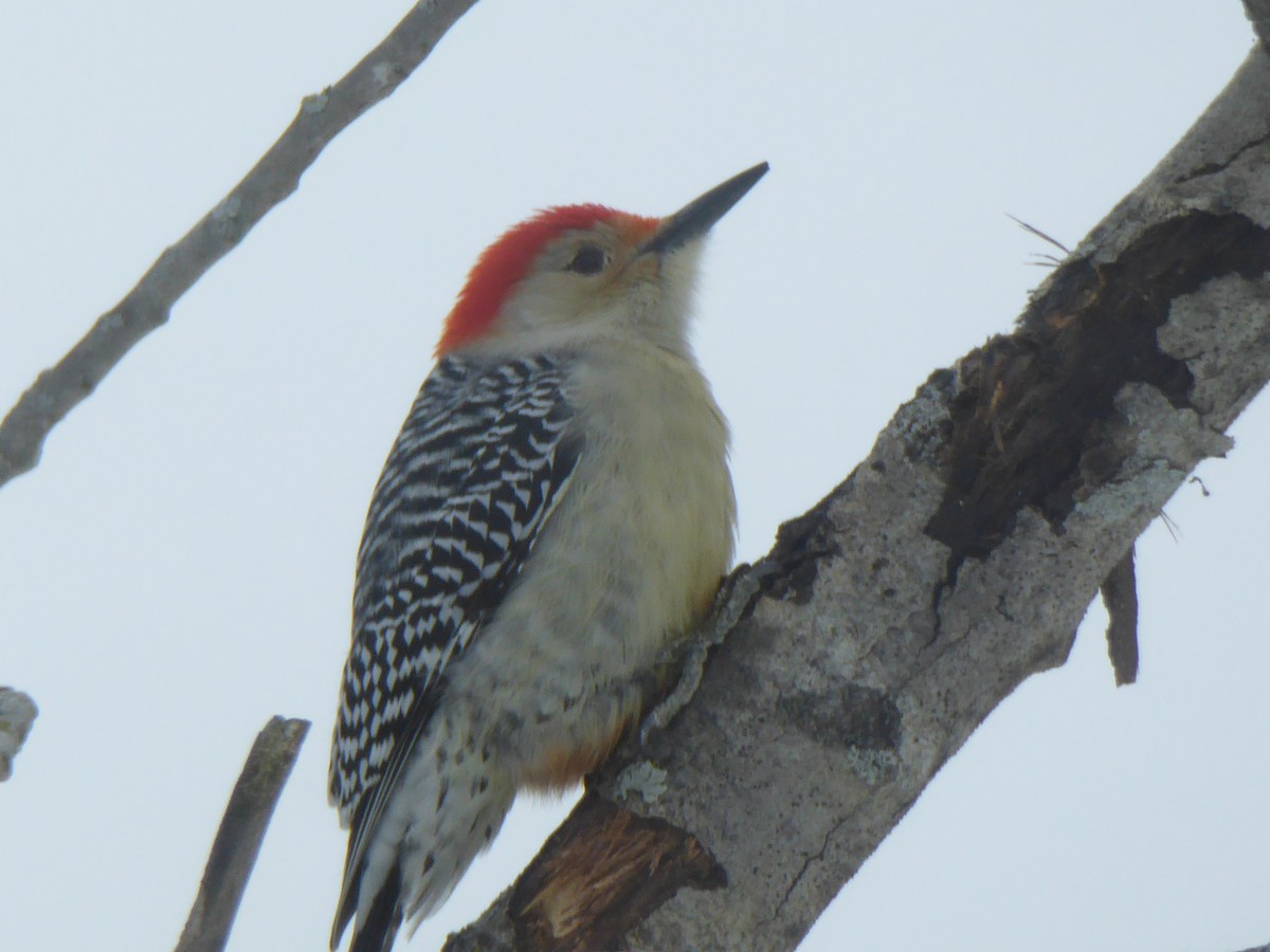 Red-bellied Woodpecker - Marilyn BARNES