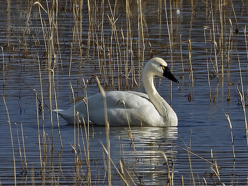 Tundra Swan (Whistling) - ML89454751