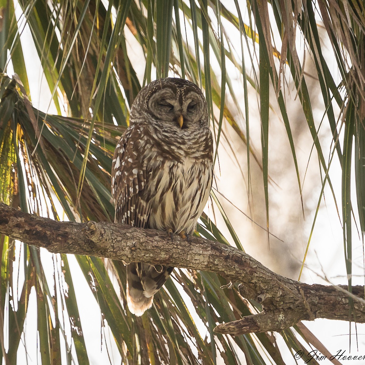 Barred Owl - Jim Hoover