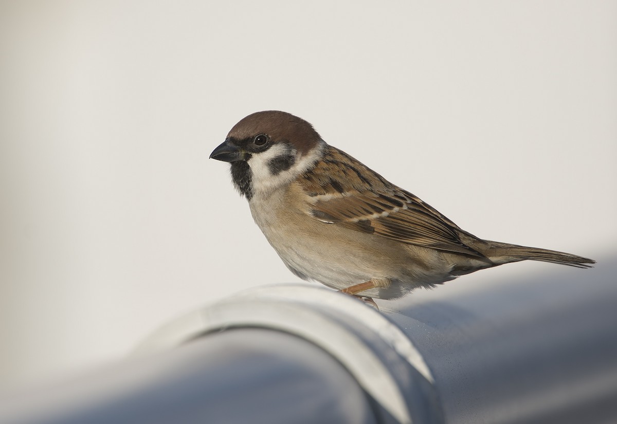 Eurasian Tree Sparrow - Jerry Ting
