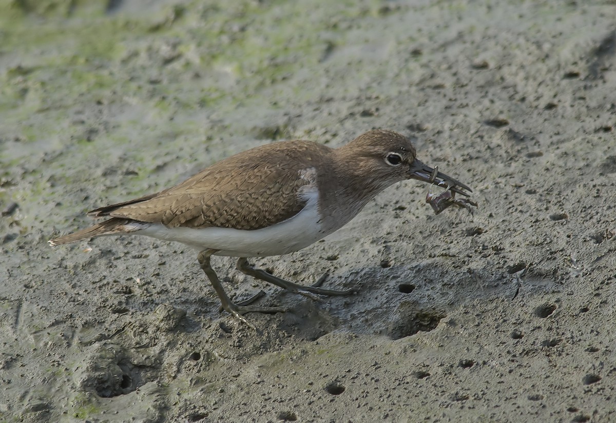 Common Sandpiper - Jerry Ting