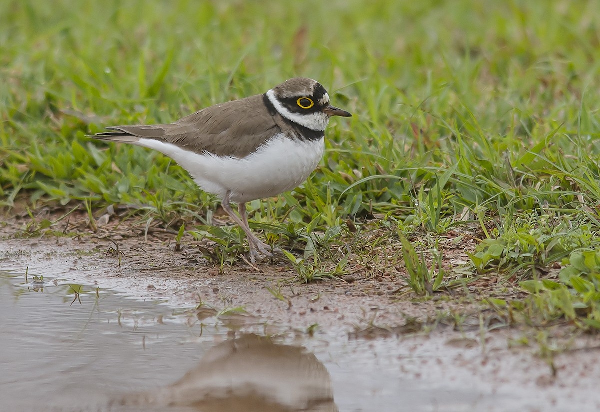 Little Ringed Plover - Jerry Ting