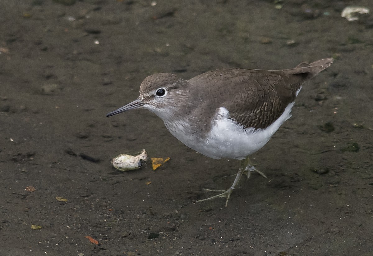 Common Sandpiper - Jerry Ting