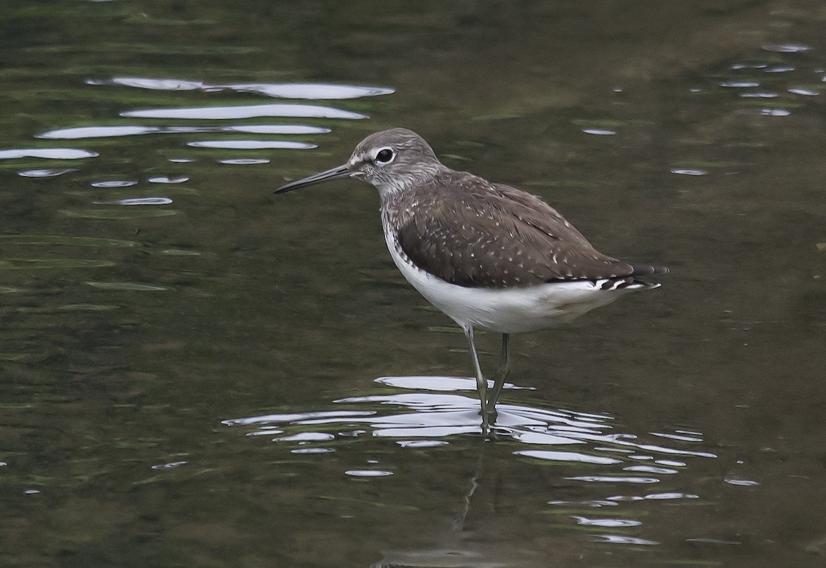 Green Sandpiper - Jerry Ting