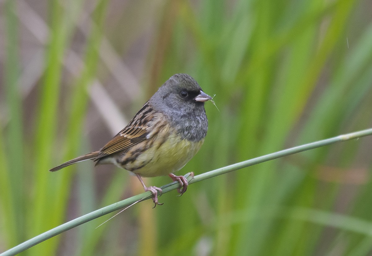 Black-faced Bunting - Jerry Ting