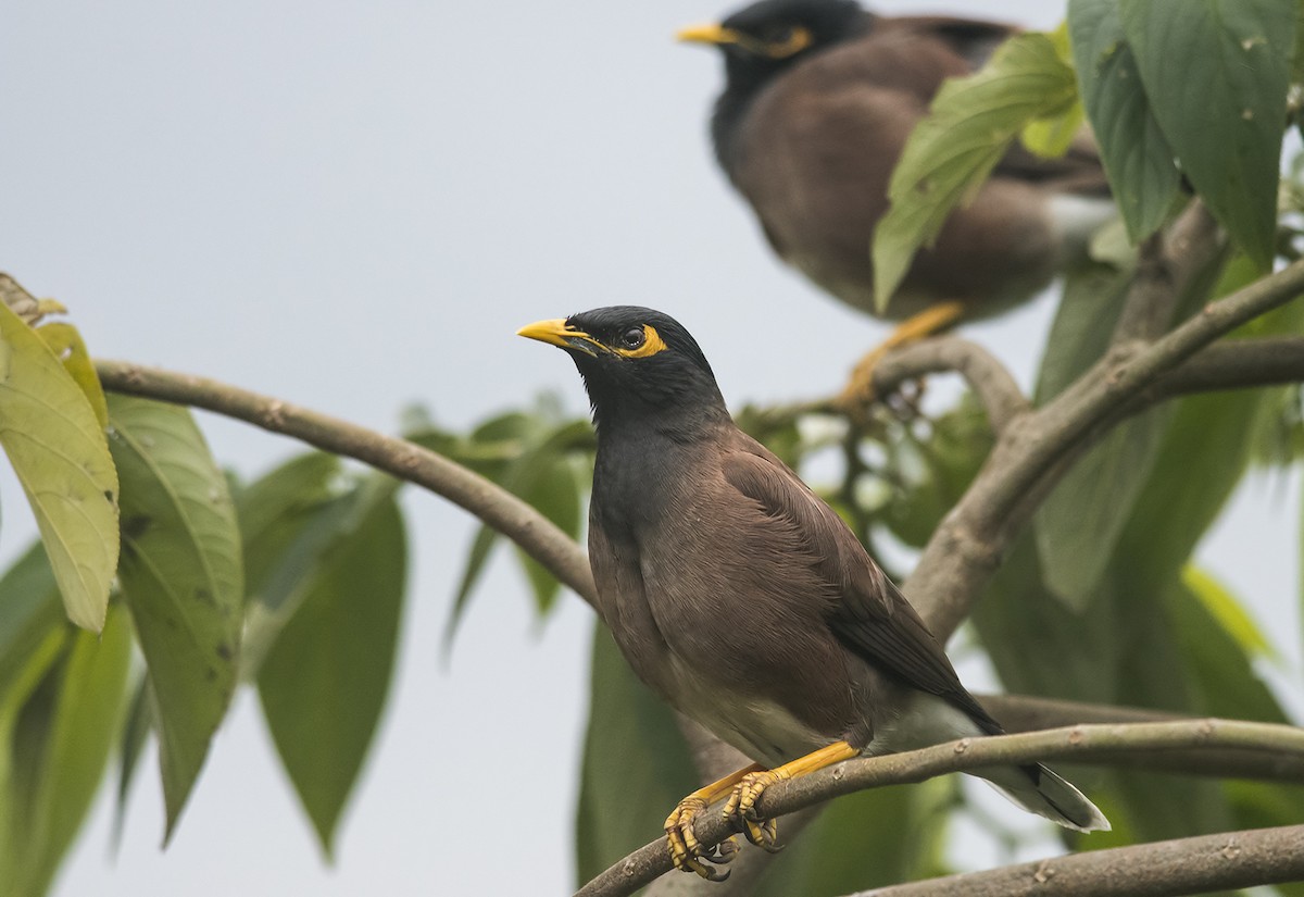 Common Myna - Jerry Ting
