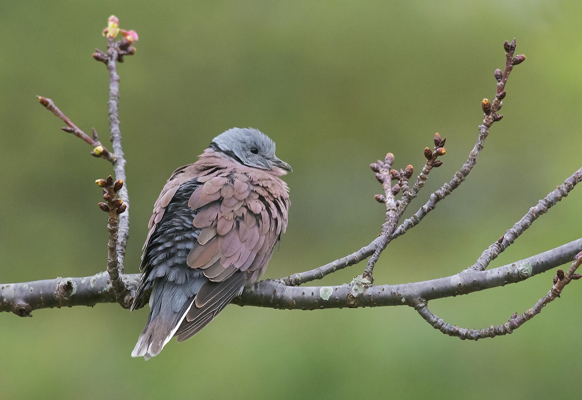 Red Collared-Dove - Jerry Ting