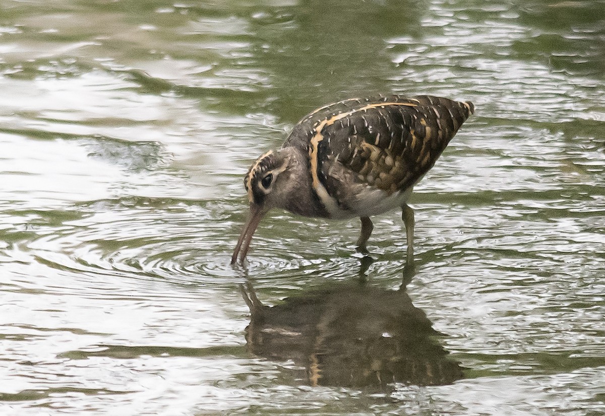 Greater Painted-Snipe - ML89460161
