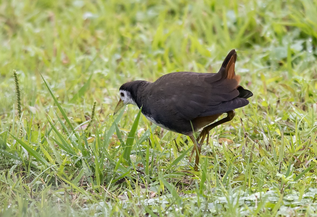 White-breasted Waterhen - Jerry Ting