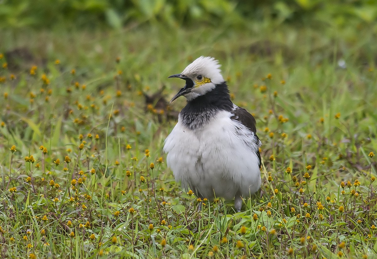 Black-collared Starling - Jerry Ting