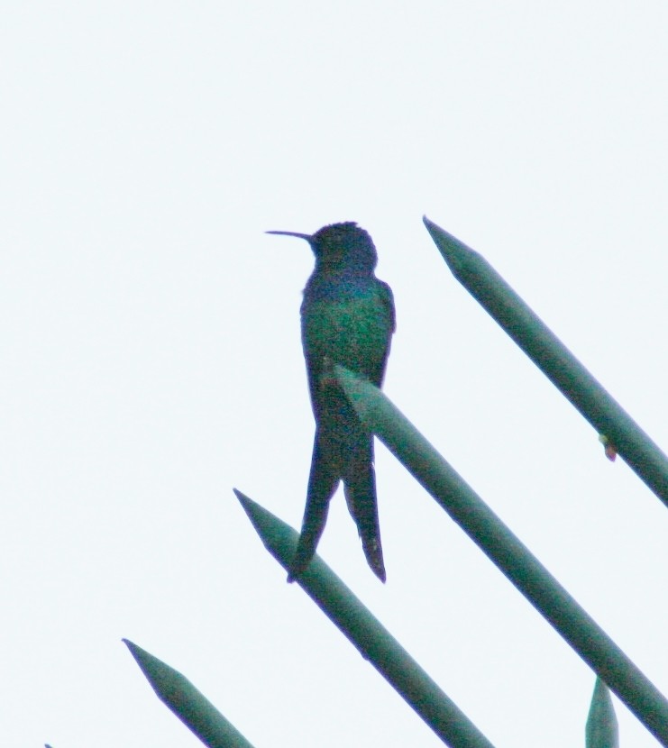 Swallow-tailed Hummingbird - Albert Linkowski