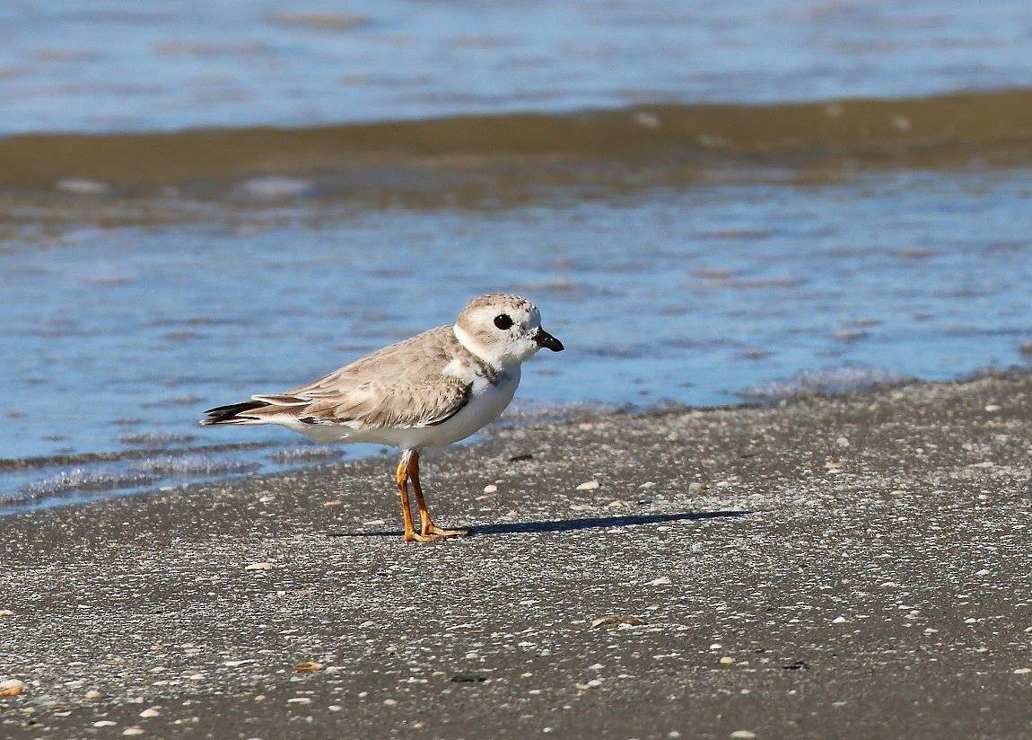 Piping Plover - ML89463171