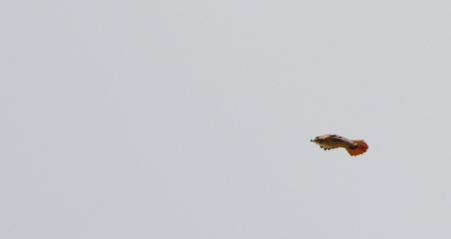 Red-tailed Hawk - ML89465591