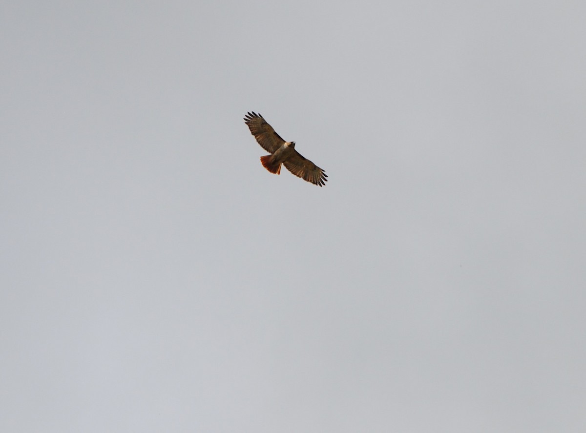 Red-tailed Hawk - ML89465601