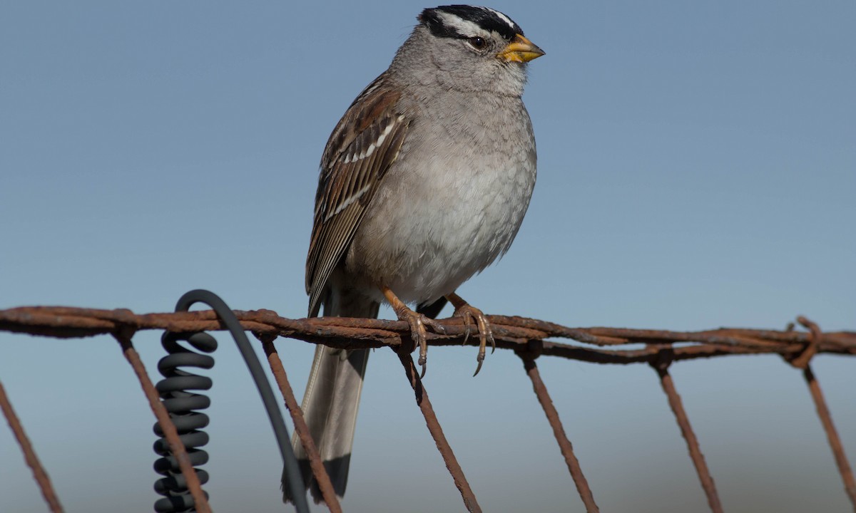 White-crowned Sparrow - ML89466261