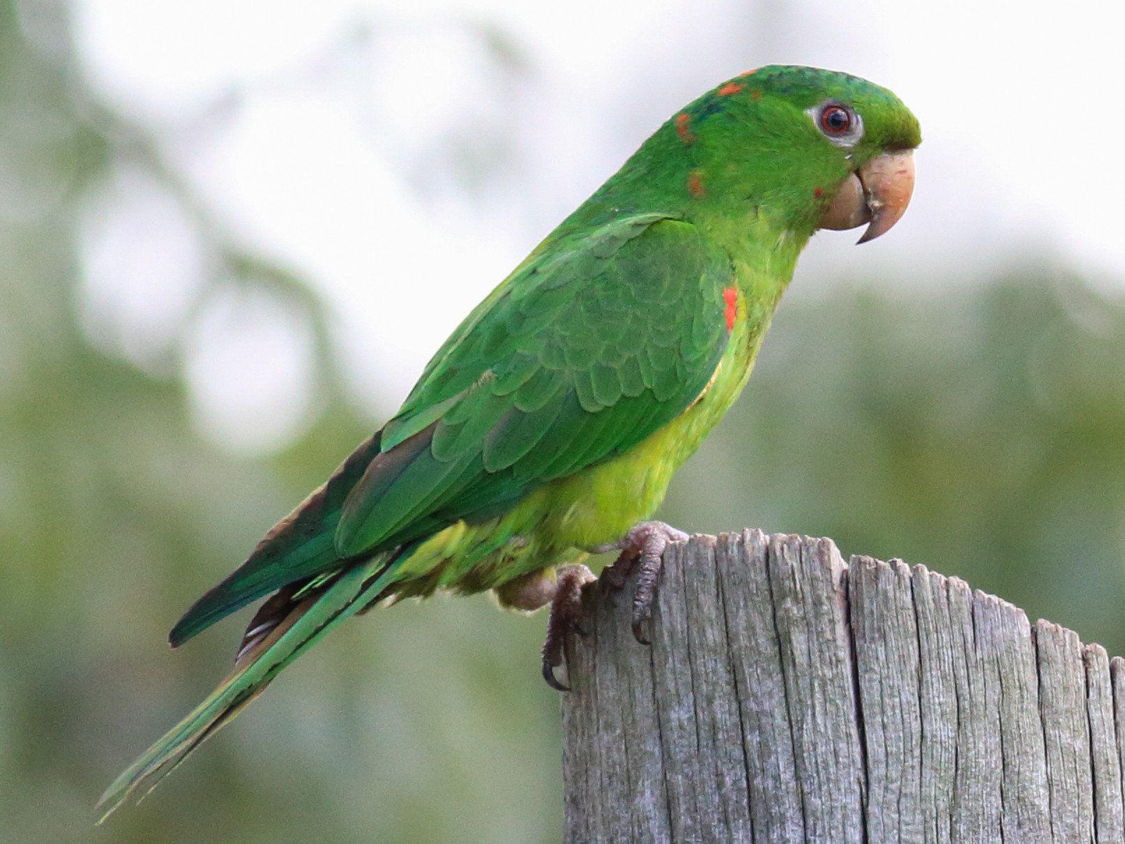 Perico Ojo Blanco - eBird