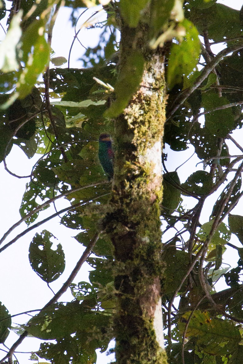 Red-breasted Pygmy-Parrot - ML89471151
