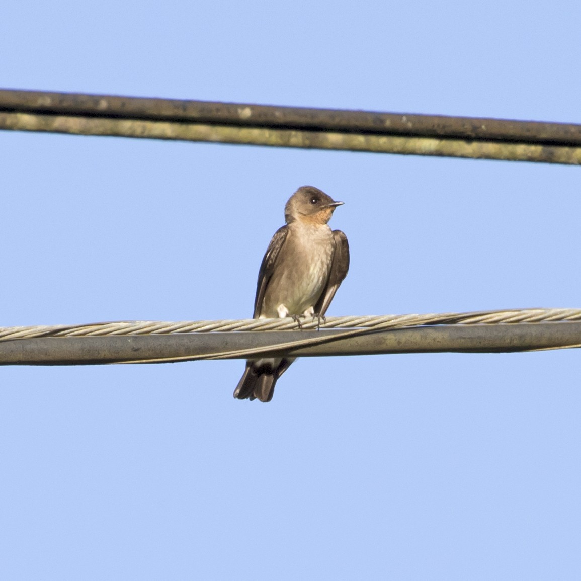 Southern Rough-winged Swallow - Penelope Bauer