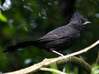  - Tufted Antshrike