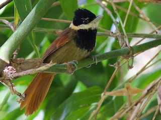  - White-bearded Antshrike