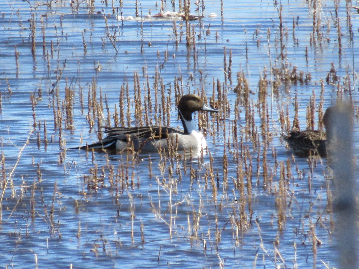 Northern Pintail - Del Nelson