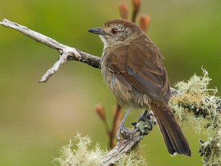  - Rufous-capped Antshrike