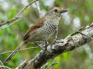  - Rufous-capped Antshrike