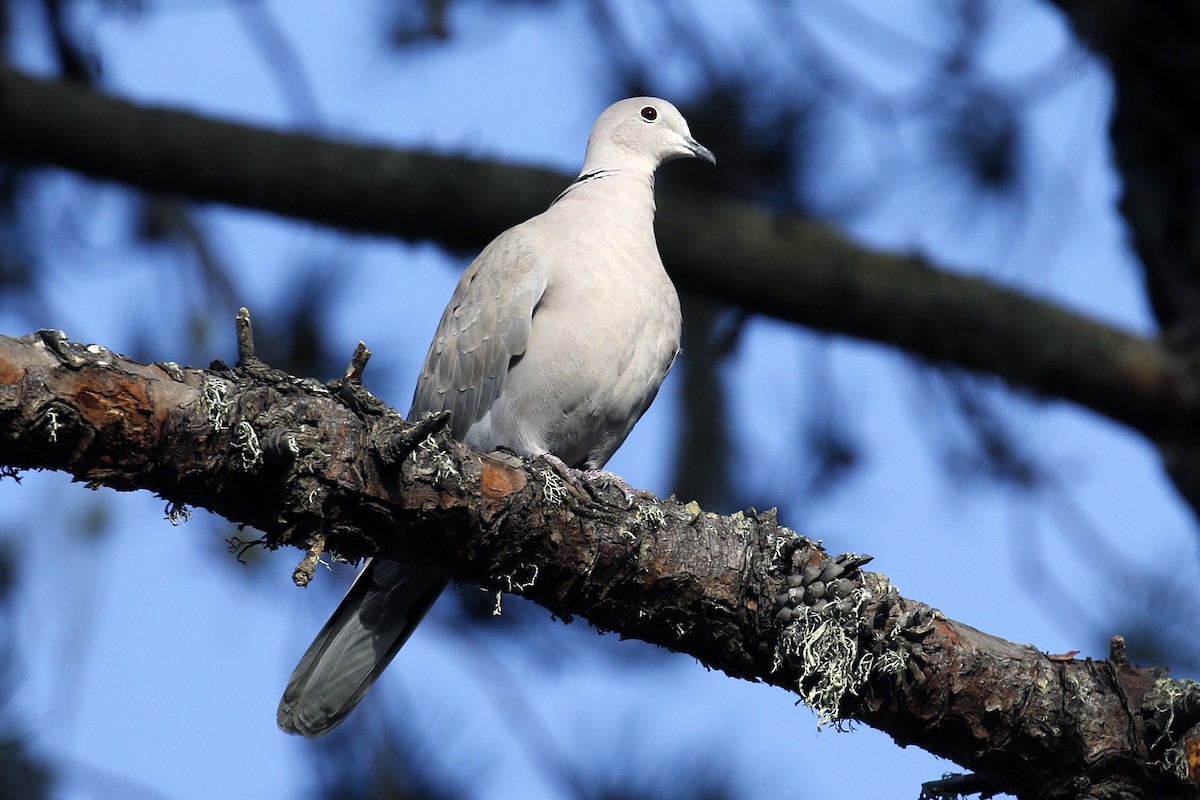 Eurasian Collared-Dove - Donna Pomeroy