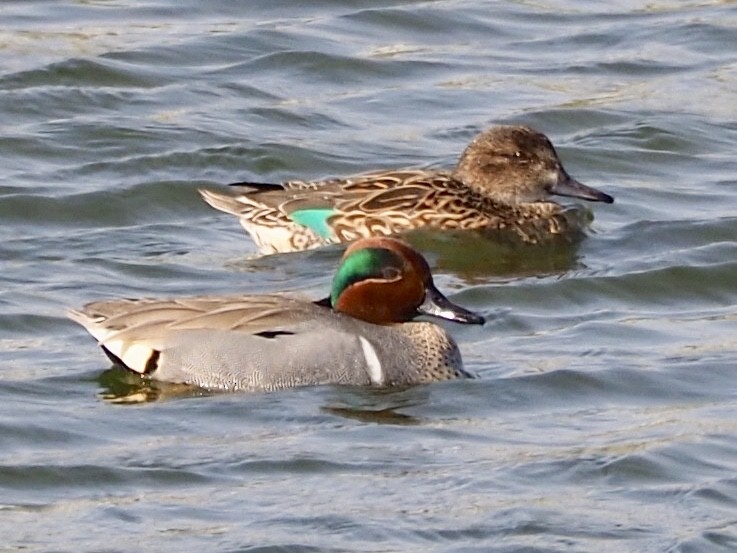 Green-winged Teal - ML89479261