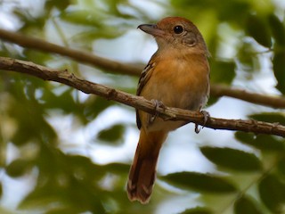  - Planalto Slaty-Antshrike