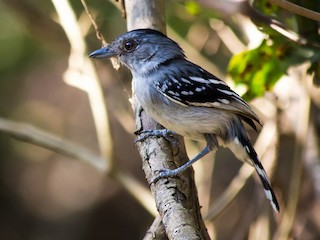  - Planalto Slaty-Antshrike