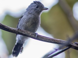  - Planalto Slaty-Antshrike