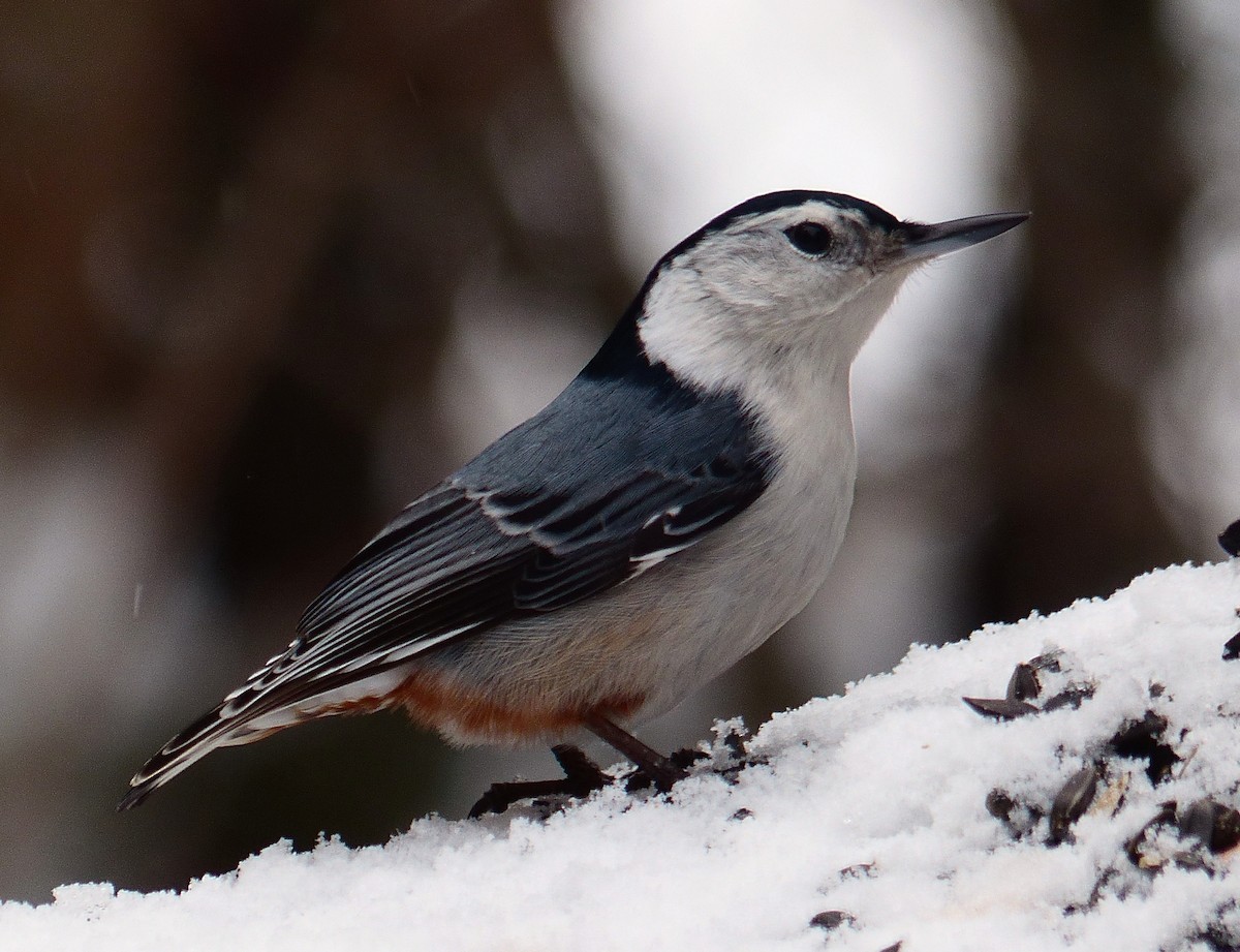 White-breasted Nuthatch - ML89482291