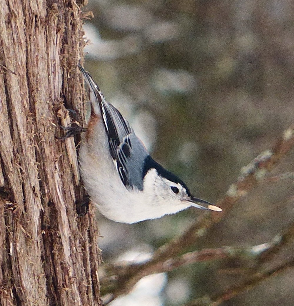 White-breasted Nuthatch - ML89482771