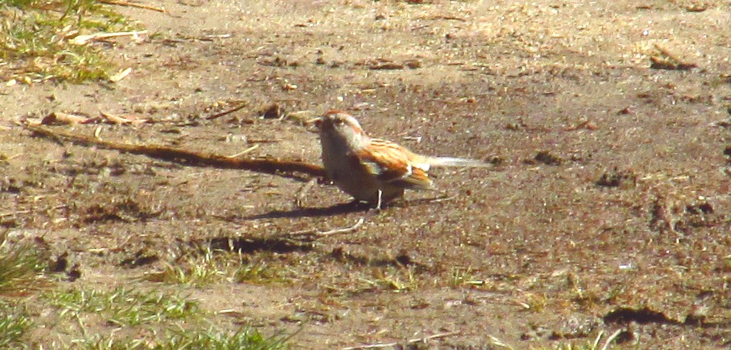 American Tree Sparrow - CLI Birding