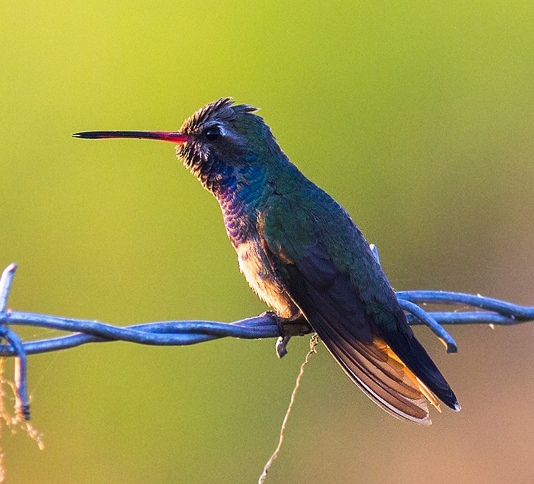 Broad-billed Hummingbird - Brad Singer