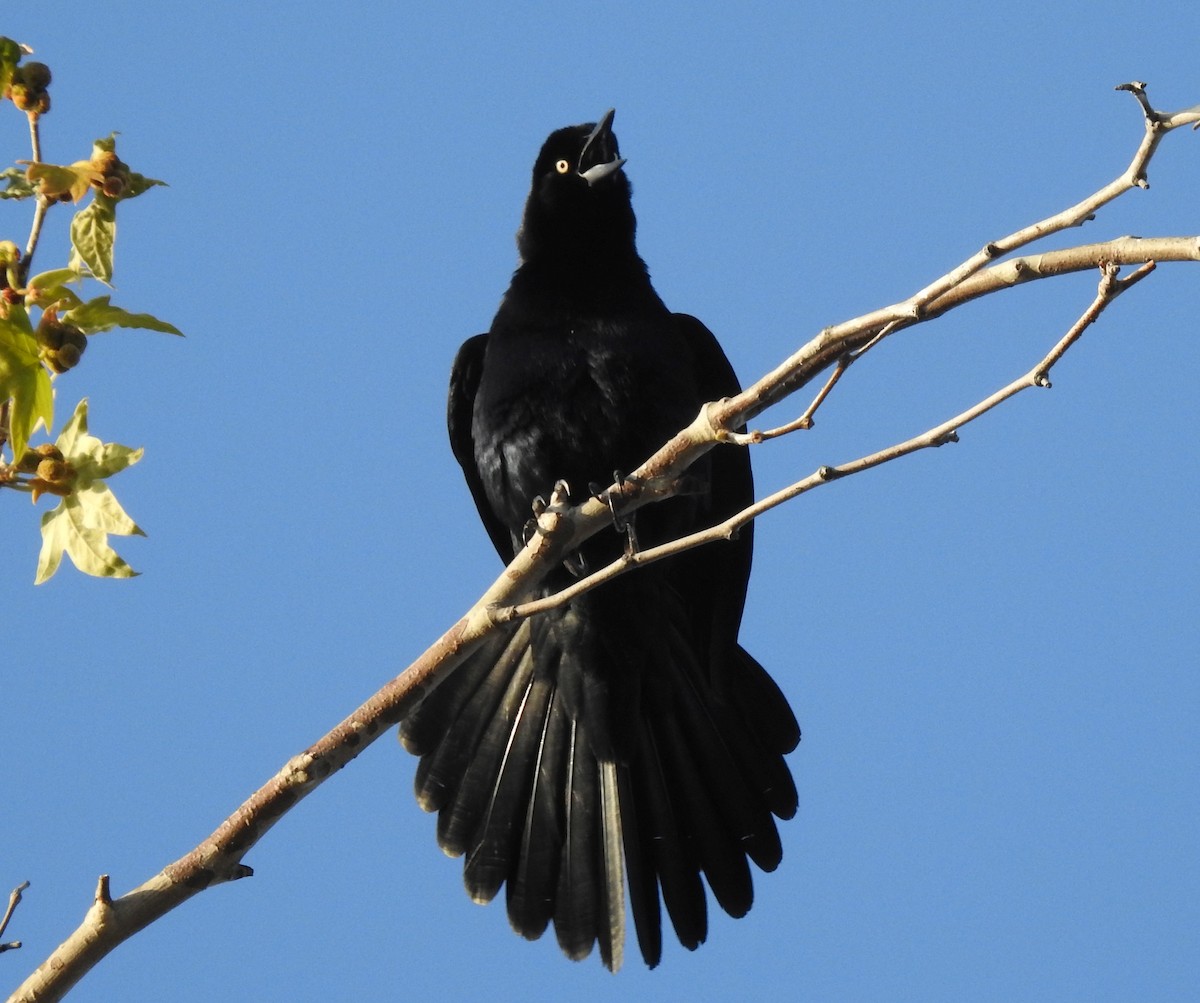 Great-tailed Grackle - Greg Cross