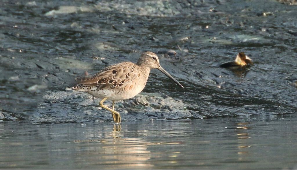 Long-billed Dowitcher - ML89487601