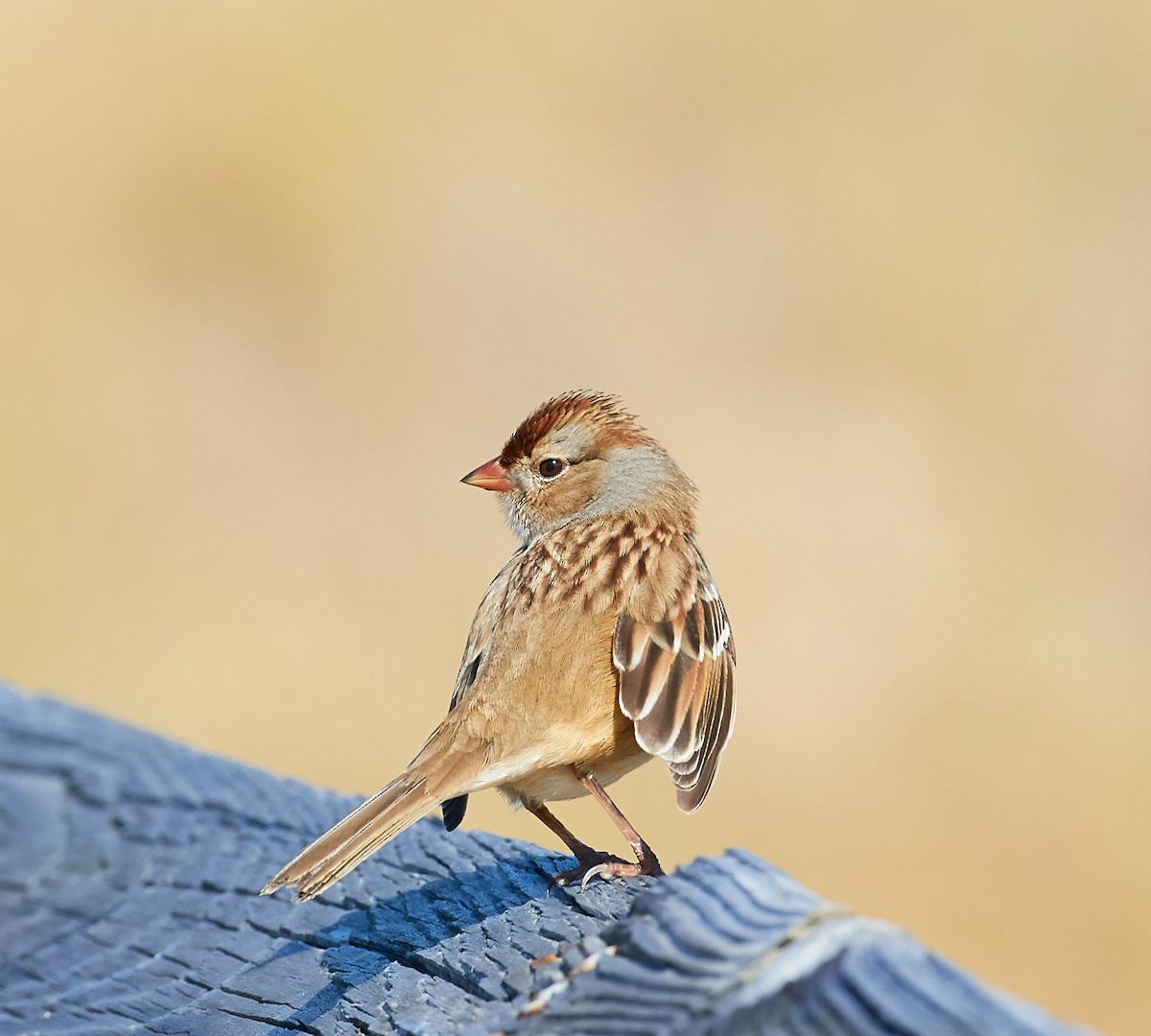 White-crowned Sparrow - Andrew Haffenden