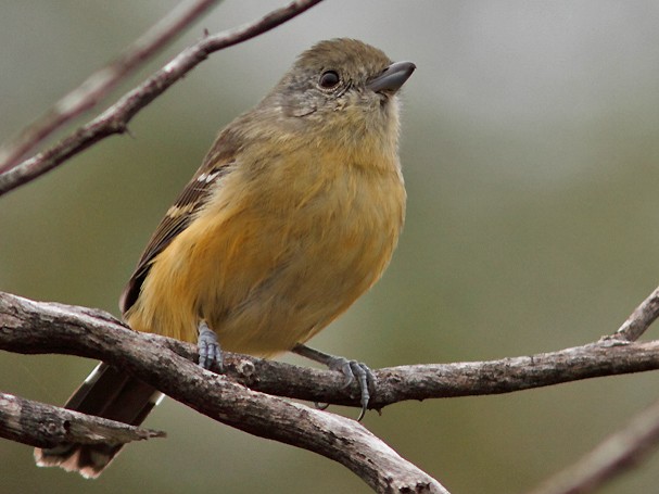 Variable Antshrike - Ramiro Ramirez