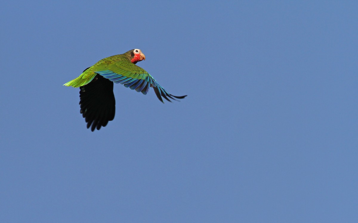 Cuban Parrot (Cuban) - Christoph Moning