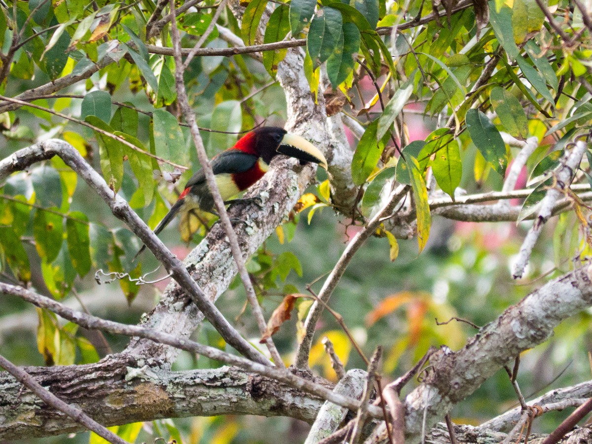 Red-necked Aracari - Randall Siebert