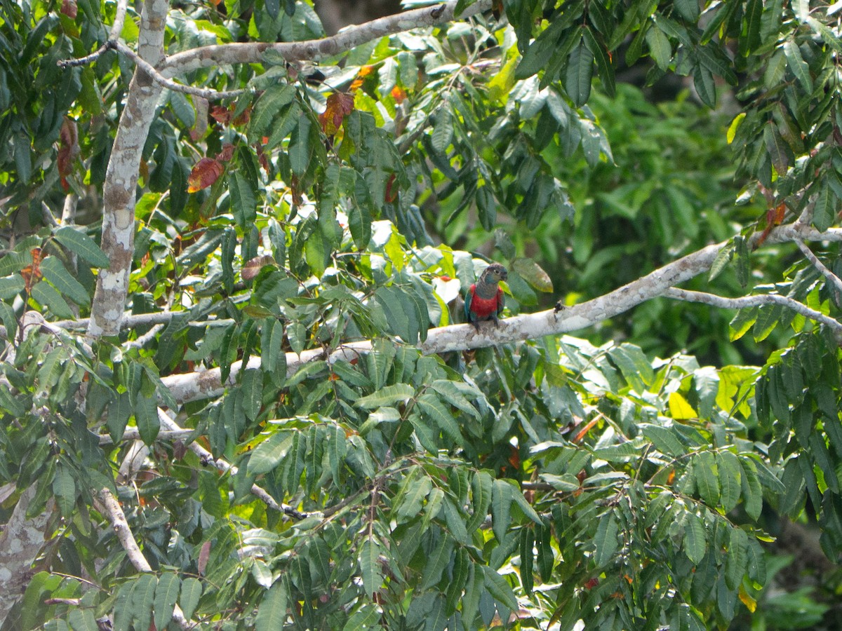 Crimson-bellied Parakeet - Randall Siebert