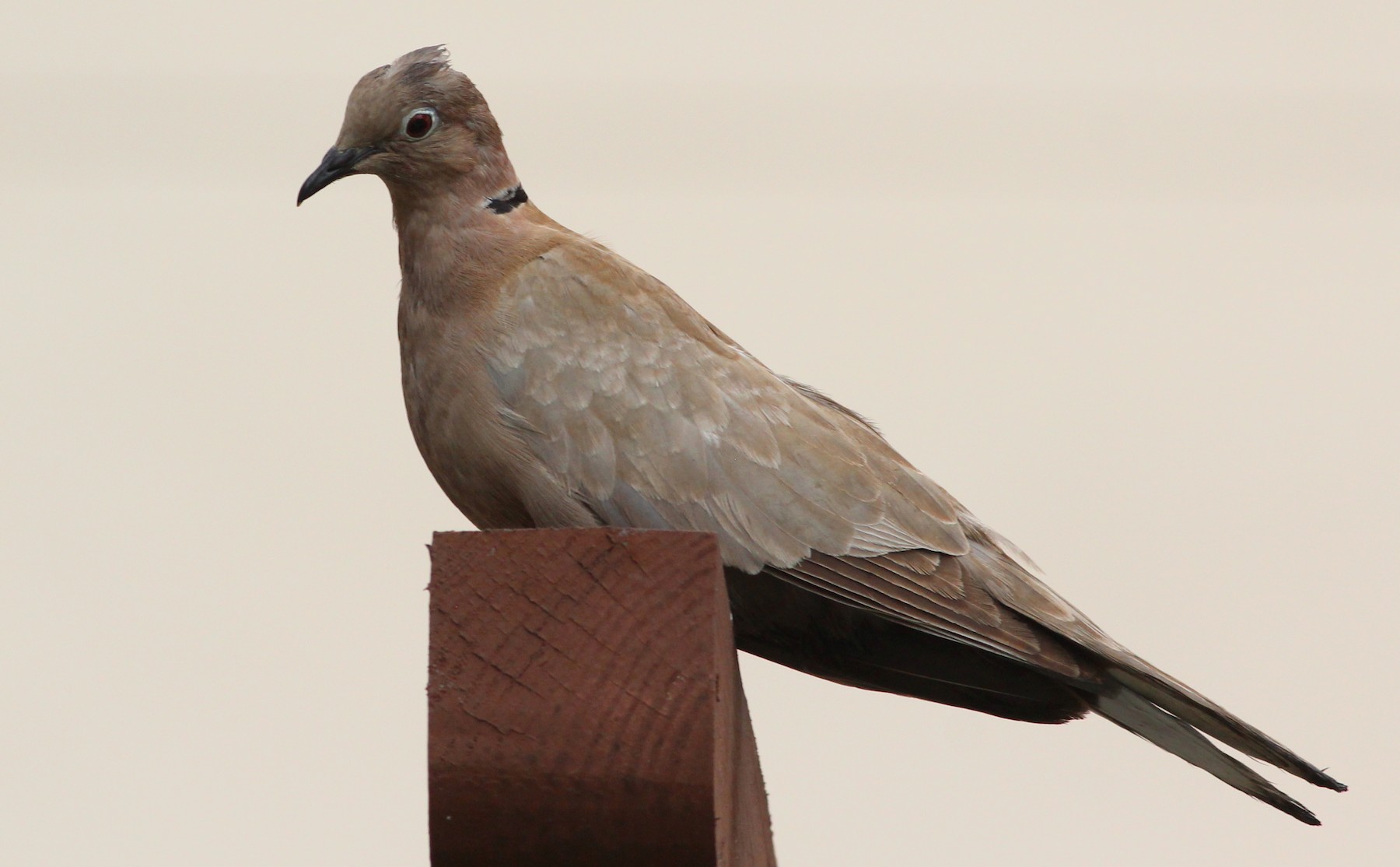 Eurasian Collared-Dove x Mourning Dove (hybrid) - eBird