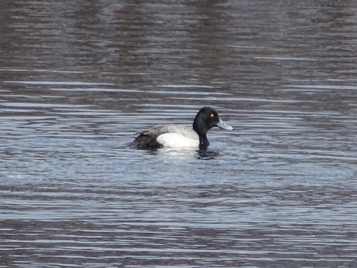 Greater Scaup - Sally Isacco