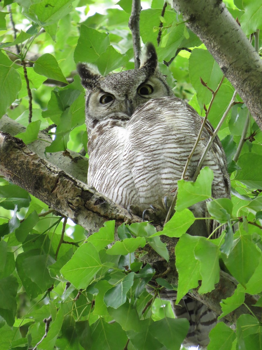 Great Horned Owl - Marya Moosman