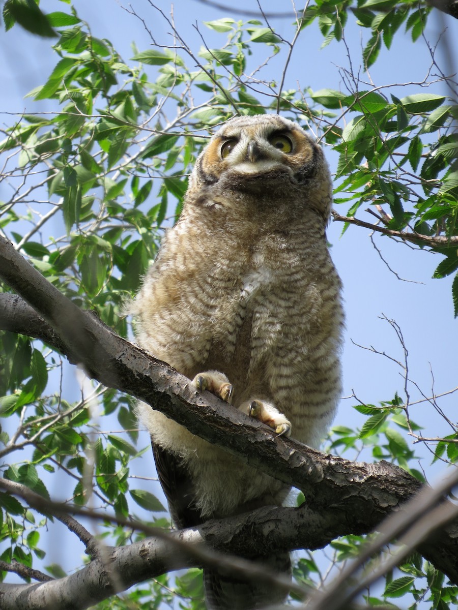 Great Horned Owl - ML89501761