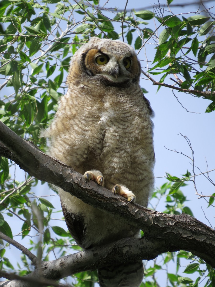 Great Horned Owl - ML89501771